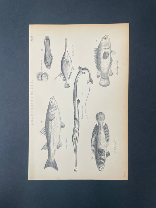 Antique Book Plate – 19th Century Tobaccopipe, Climbing, Snakehead fish and more / Acanthopterygii Illustration  – Original Engraving