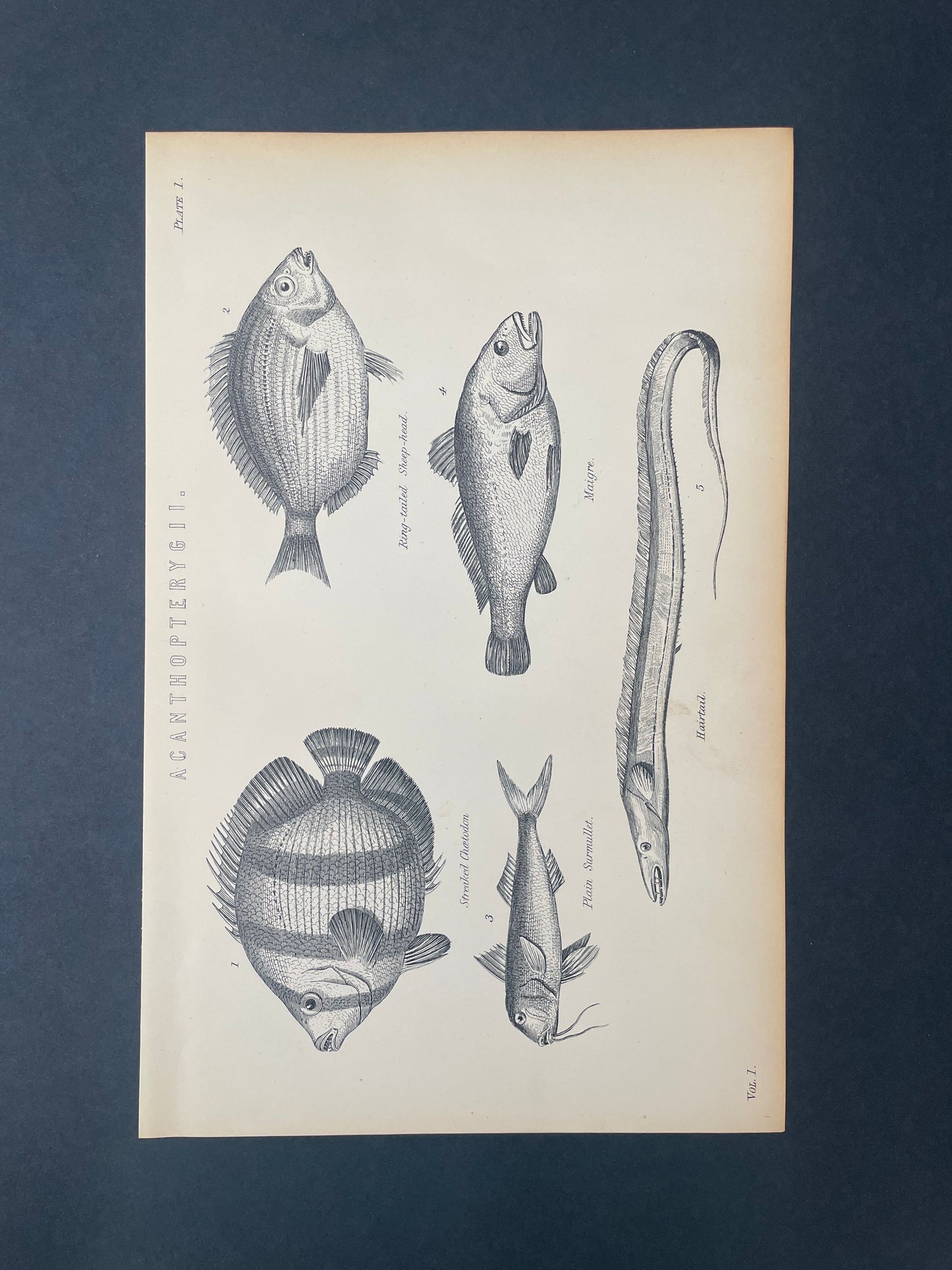 Antique Book Plate – 19th Century Hairtail, Magire, Surmullet, Sheep Head and Chaetodon / Acanthopterygii Illustration