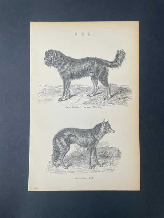 Antique Book Plate – 19th Century Tibet and Wolf Dog Illustration – Original Engraving