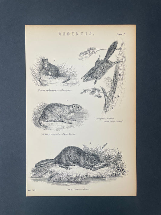Antique Book Plate – 19th Century Rodent / Rodentia Illustration No.3  – Original Engraving