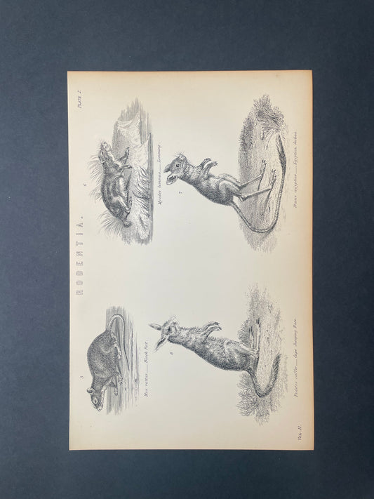 Antique Book Plate – 19th Century Rodent / Rodentia Illustration Plate. 2  – Original Engraving