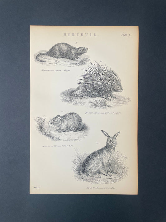 Antique Book Plate – 19th Century Rodent / Rodentia Illustration Plate. 3  – Original Engraving