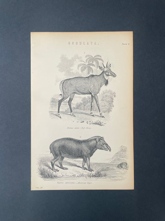 Antique Book Plate – 19th Century Tapir and Nyal-Ghau / Ungulata Illustration  – Original Engraving
