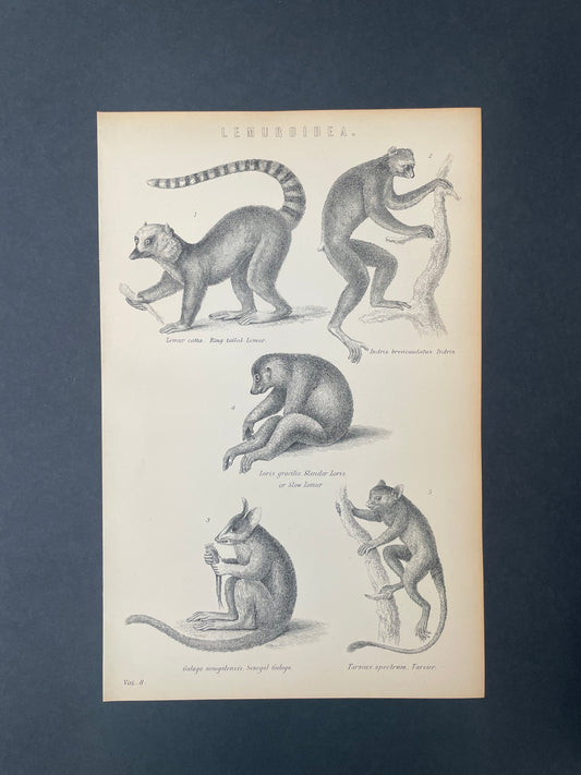 Antique Book Plate – 19th Century Lemur / Lemuroidea Illustration  – Original Engraving
