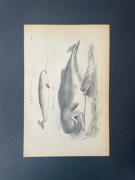 Antique Book Plate – 19th Century Sperm Whale and Narwhal / Cetacean Illustration  – Original Engraving