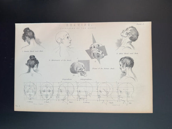An anatomical diagram of the human head and skull on a plain background 1900's book plate illustration