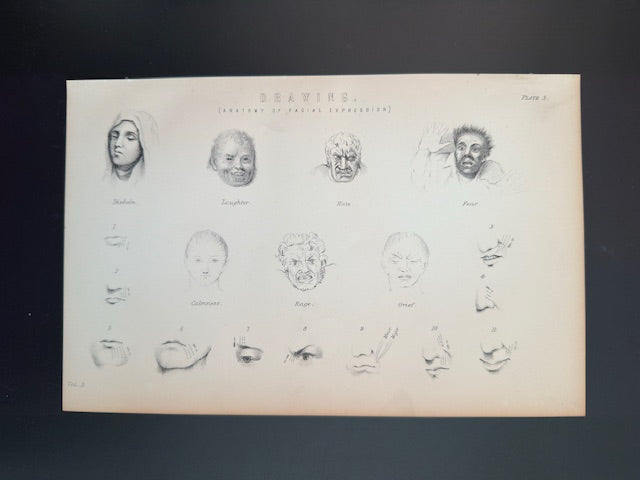 human anatomy 1900's book plate engraving