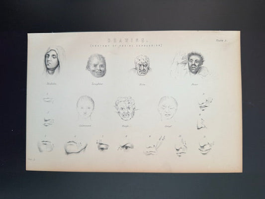 human anatomy 1900's book plate engraving