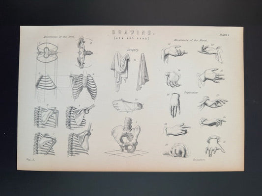 Anatomical diagram of various hand and wrist anatomy on a beige background book plate engraving